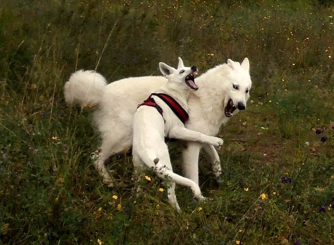 Alina und Leroy - Weisser Schweizer Schferhund